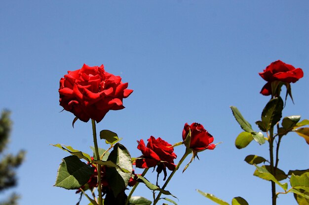 Rote Rosen vor blauem Himmel