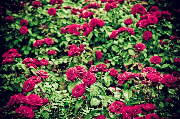 Rote Rosen wachsen im Retro-Hipster-Bild der Gartenweinlese