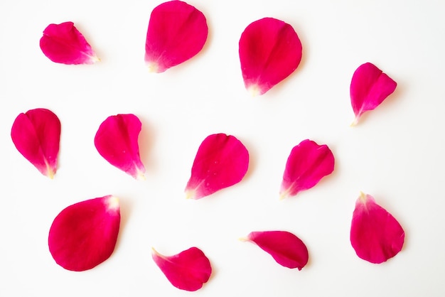 Foto rote rosenblätter auf weißem hintergrund