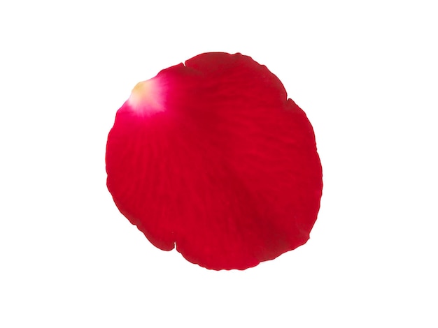 Rote Rosenblätter lokalisiert auf einem weißen Hintergrund