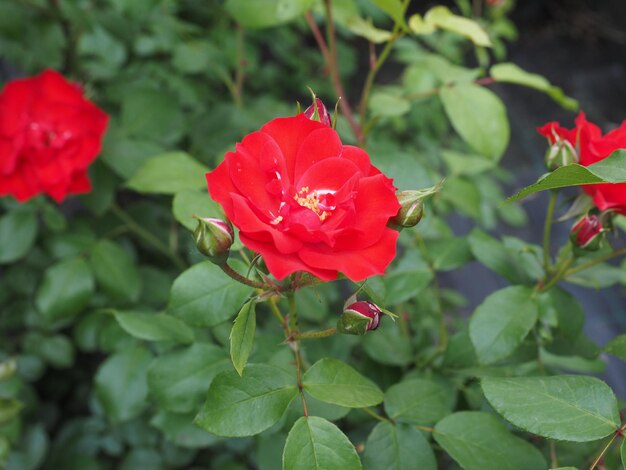 Rote Rosenblüte