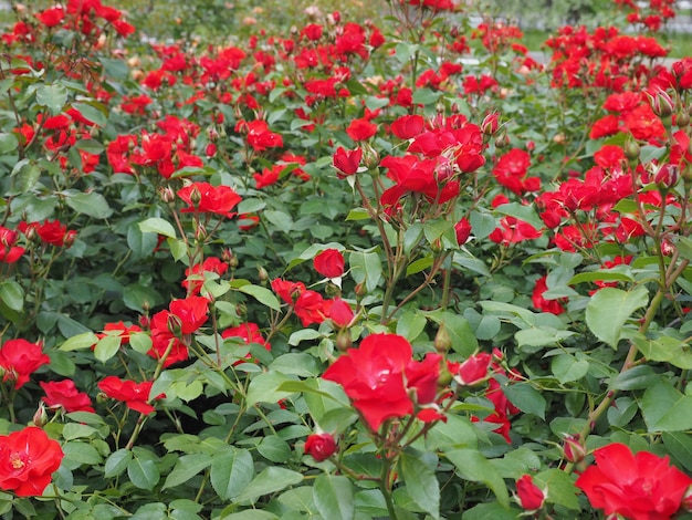 Rote Rosenblüte