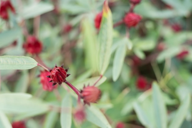 Rote Rosenblüten auf dem Bauernhof in Luye, Taitung, Taiwan