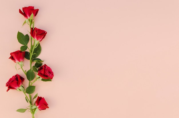 Rote Rosenblüten in flacher Lage