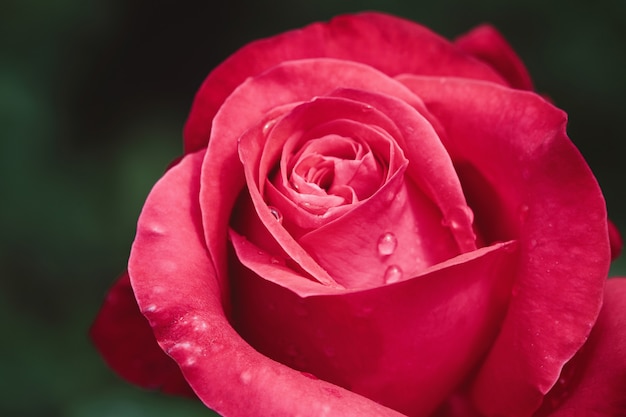 Rote Rosenblütenknospe, die im Gartenmakro blüht