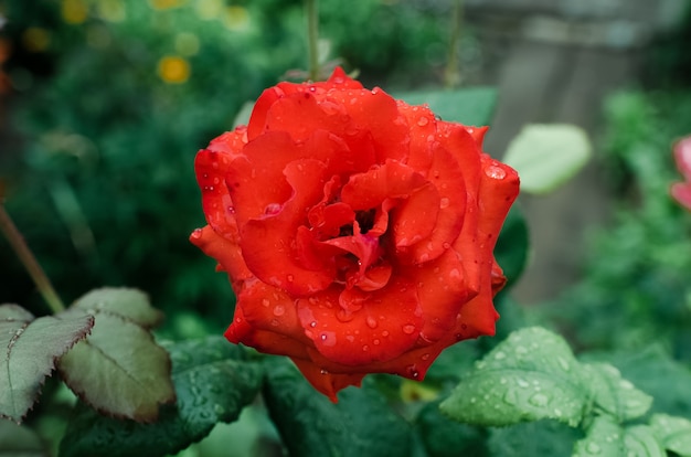 Rote Rosenblume der Nahaufnahme. Rose nass nach dem Regen, im Garten.