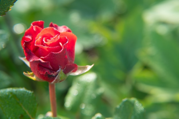 Rote Rosenblume, die im Rosengarten blüht