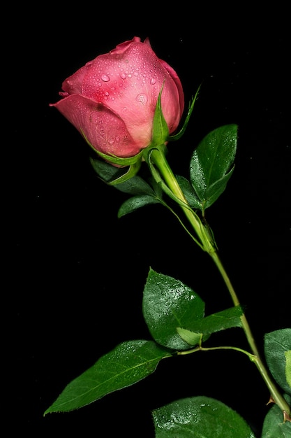 Rote Rosenblume mit Tau im schwarzen Hintergrund