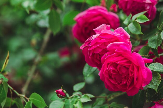 Rote Rosenbüsche hautnah