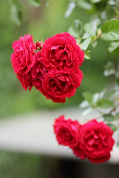 Rote Rosenbüsche in einem Stadtpark als Hintergrund für den Valentinstag Schöne rote Gartenrose Closeup