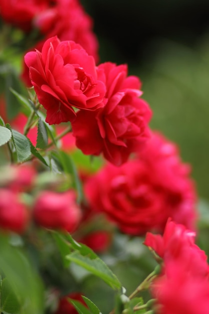 Rote Rosenbüsche in einem Stadtpark als Hintergrund für den Valentinstag Schöne rote Gartenrose Closeup