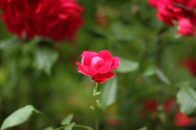 Rote Rosenbüsche in einem Stadtpark als Hintergrund für den Valentinstag Schöne rote Gartenrose Closeup