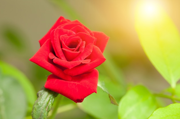 rote roseRote Rosen im grünen Garten