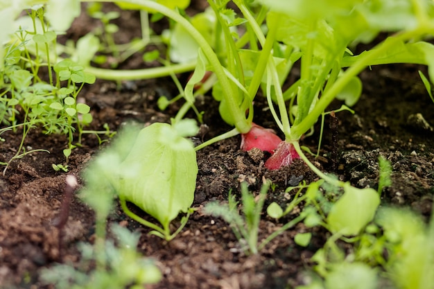Rote runde Radieschen wachsen im Garten, Radieschen wachsen im Boden. Reifes rotes Wurzelgemüse mit grünen Blättern. Organische Radieschen pflanzen in Gewächshäusern. Selektiver Fokus. Ökologischer Landbau.