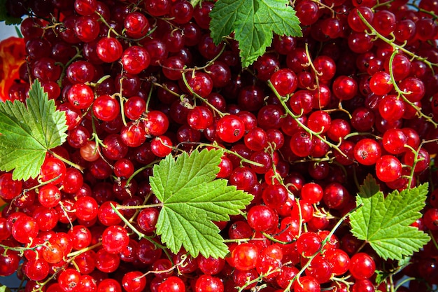 Rote saftige Beeren der roten Johannisbeere mustern Erntethema