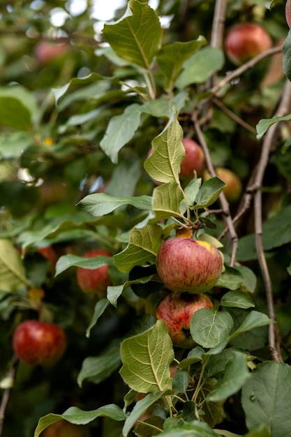 Rote saftige Äpfel hängen an Ästen an einem Baum auf blauem Himmelshintergrund