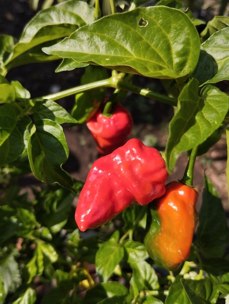 Foto rote scharfe chilischote zwischen den blättern