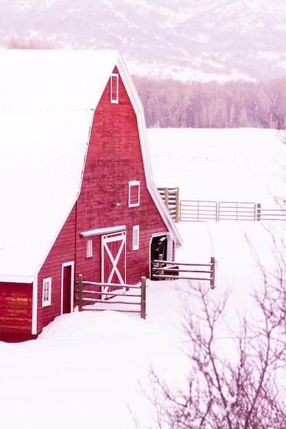 Rote Scheune im Schnee auf Lammfarm.