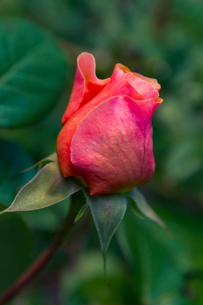 Rote schicke blühende Knospe einer schönen Rosenblume