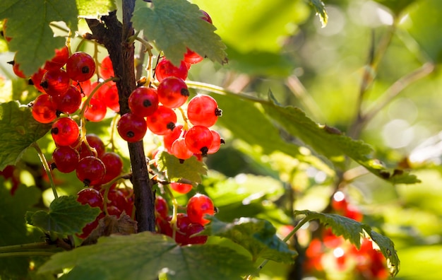 Rote schöne Johannisbeeren