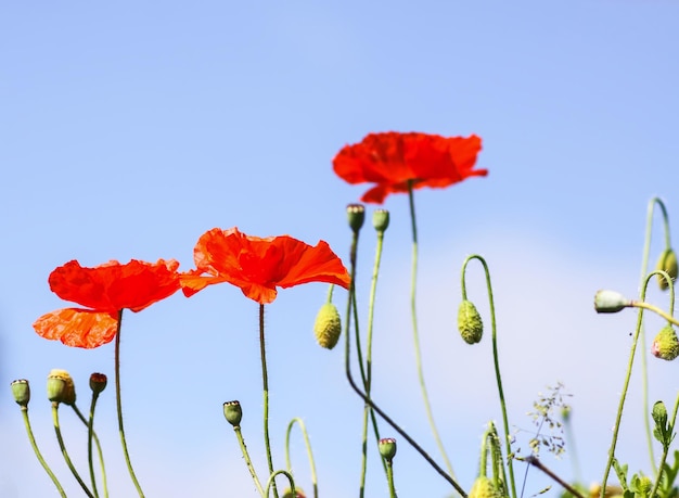 Rote schöne Mohnblumen, die im Sommerpark blühen.