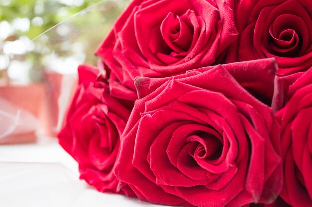 Foto rote schöne rosen weißer hintergrund