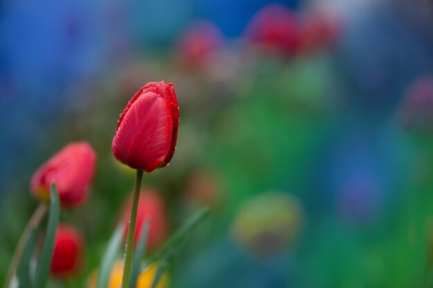 Rote schöne Tulpe Parad Rote Tulpen mit grünen Blättern