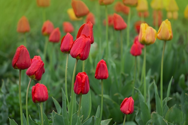 Rote schöne Tulpe Parad Rote Tulpen mit grünen Blättern