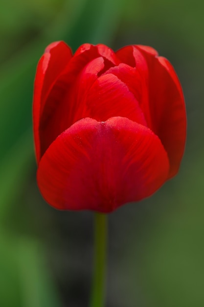 Rote schöne Tulpe Rote Tulpen mit grünen Blättern