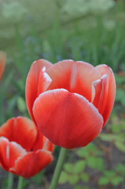 Rote schöne Tulpe Rote Tulpen mit grünen Blättern