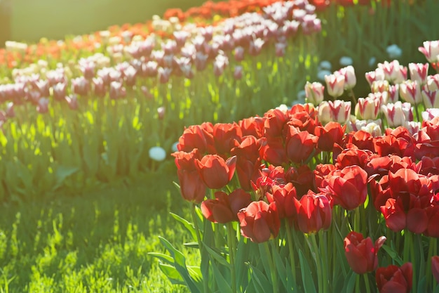 Rote schöne Tulpen