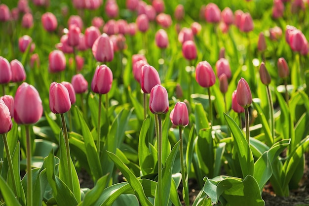 Rote schöne Tulpen