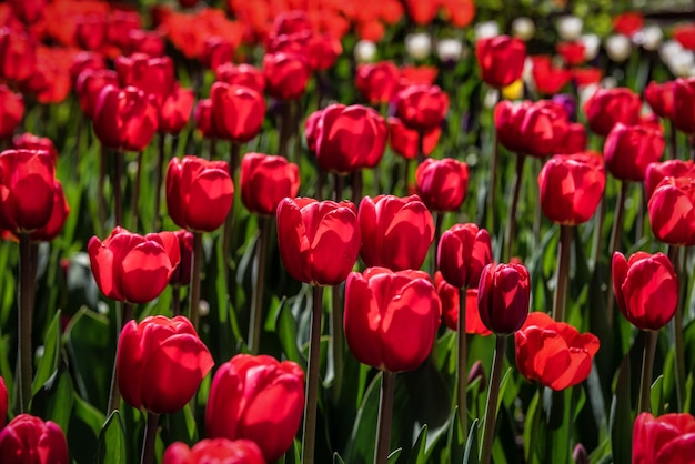 Rote schöne Tulpenblumen auf dem Gebiet