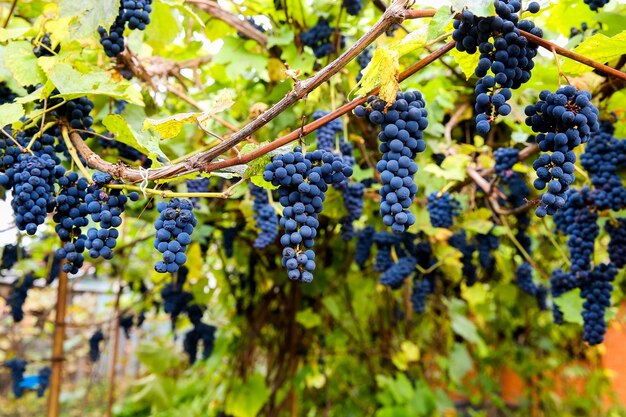 Rote schwarze Trauben Pinot Noir-Trauben wachsen im Weinberg mit unscharfem Hintergrund und Kopienraum. Ernte im Weinbergkonzept.