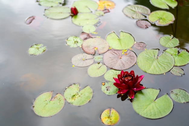 Rote Seerose auf der Oberfläche des Teiches. Tierwelt.