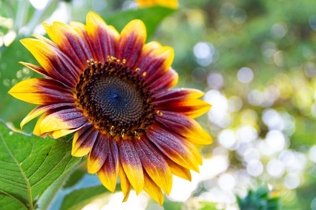 Rote Sonnenblumen an der Pflanze