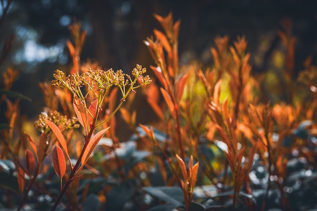 Rote Sprossen und Knospen von Rotkehlchen