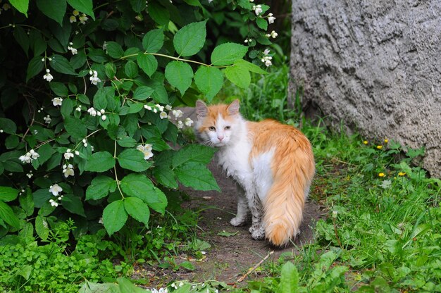 Rote Straßenkatze sitzt unter einem Baum mit Jasminblüten.