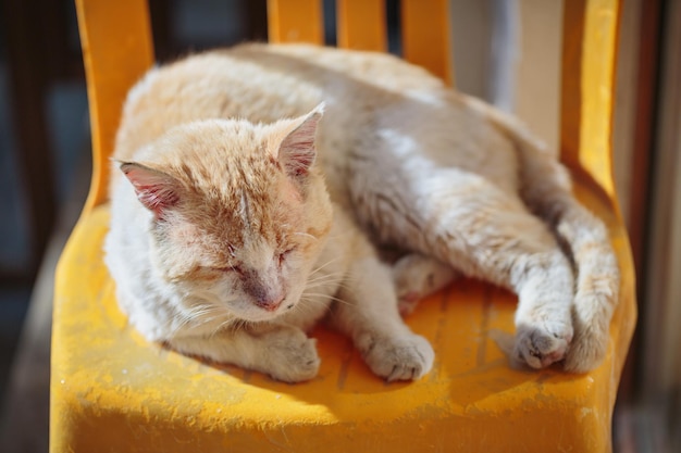 Rote streunende Katze schläft draußen auf einem Stuhl