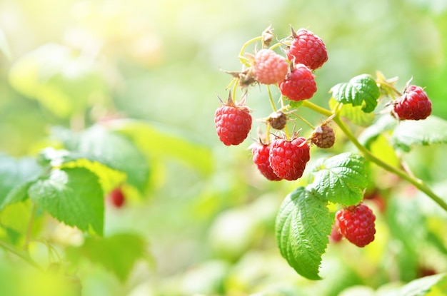 Rote süße Beeren wachsen auf Himbeerbusch im Obstgarten Bild