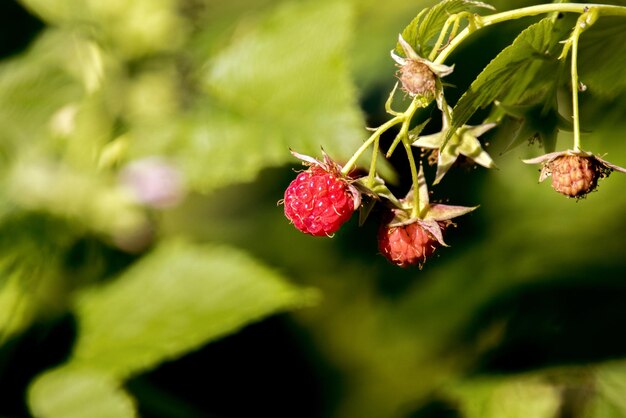 Rote süße Himbeerbeere im Garten