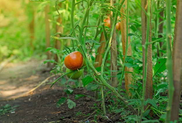 Rote Tomaten, die in einem Gewächshaus wachsen, das bereit ist, frische Tomatenpflanzen zu pflücken