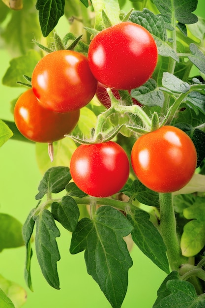 Rote Tomaten im Garten