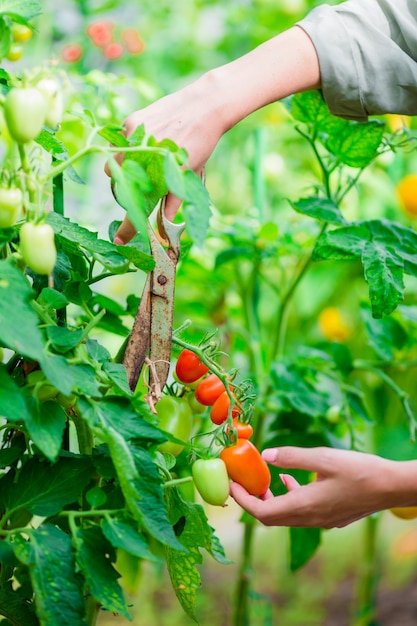 Rote Tomaten im Gewächshaus, Frau schnitt ihre Ernte ab