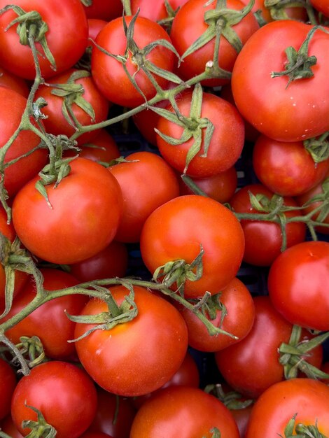 Rote Tomaten im Sommer