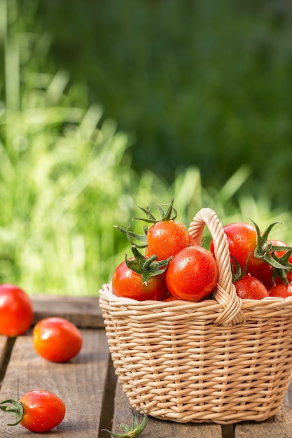 Rote Tomaten im Weidenkorb auf Holztisch