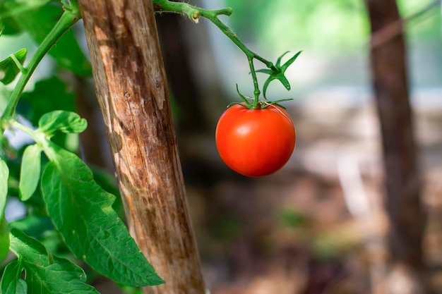 Rote Tomaten in der reifen Ernte des Gewächshauses