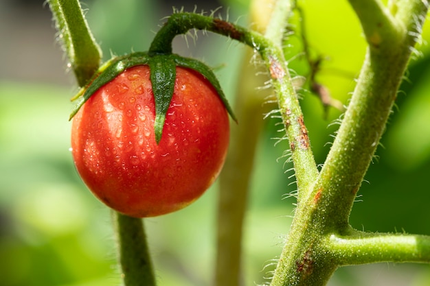 Foto rote tomaten klebten an tomatenpflanzen im garten.