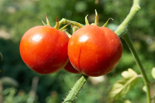 Rote Tomaten mit grünen Blättern am Strauch