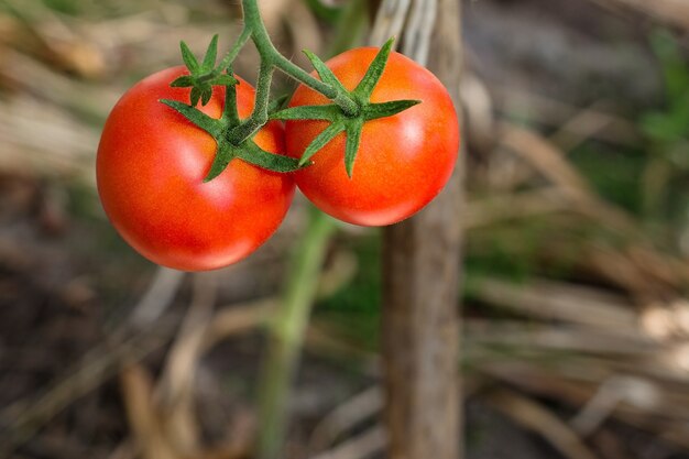 Rote Tomaten Nahaufnahme am Busch